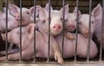 Украина возобновляет утраченные позиции в свиноводстве — эксперты