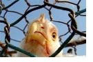 Украина в 2013 г. сократит импорт курятины почти на 40%