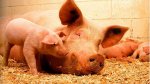 В Украине начали массово строить крупные свинокомплексы