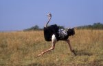 В Чехии растёт популярность на мясо страусов и нутрий