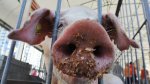 В Украине запретили белорусскую свинину