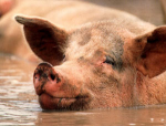 Моніторинг цін на свинину — 41 тиждень