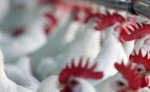 Производство мяса птицы в Украине может вырасти на 10-11%