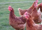 Мясо птицы повезут в ЕС 6-7 компаний из Украины