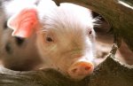 Росія відмовилася від покупки української свинини. Всьому виною - чума