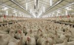 Английские птицефабрики переходят на топливные гранулы